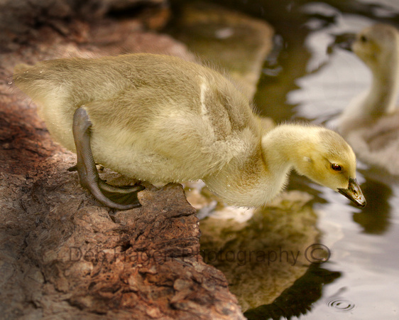 AAbaby goose_5251