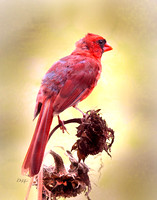 A cardinal jouvinile_0918