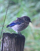 a bluebird_3092