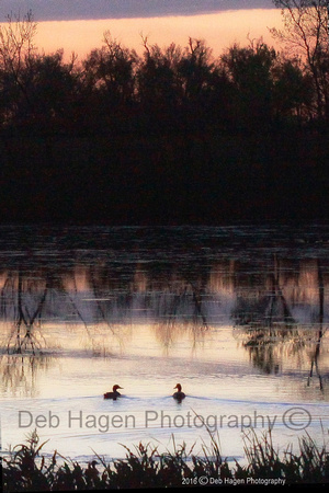 A pair of ducks _6442