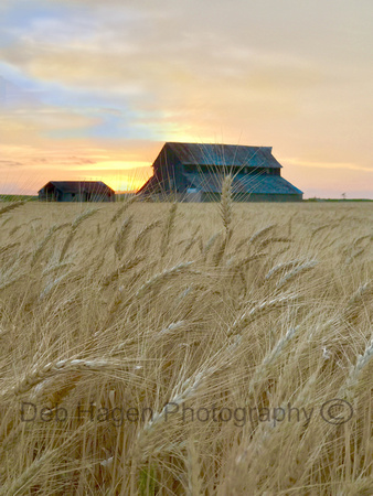 wheat    and barn78  soft