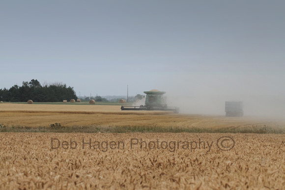 wheat summer harvest3804