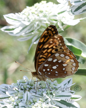 brown butterfly_0199