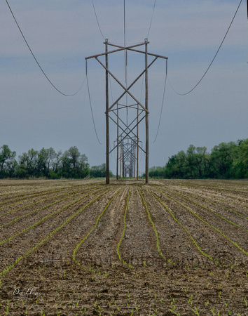 Kansas power poles in a line in a corn field