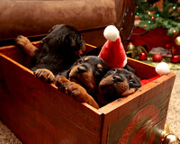 rottweiler puppies and family