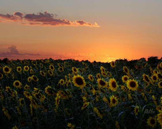 sunset over sunflowers 8x10_9502