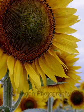 sunflower center