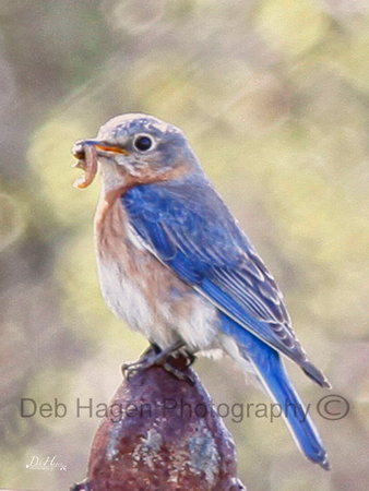 Bluebird with grub