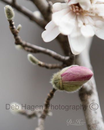 magnoliaaa