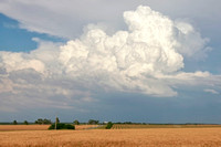 wheat field and clouds_0659