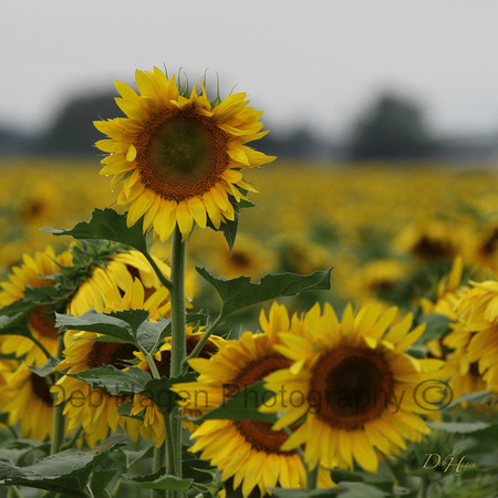 sunflowers_3315