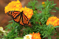 monarch on marigold_5110
