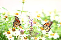 monarchs2_4987