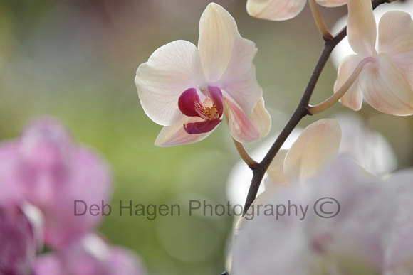orchid_1993