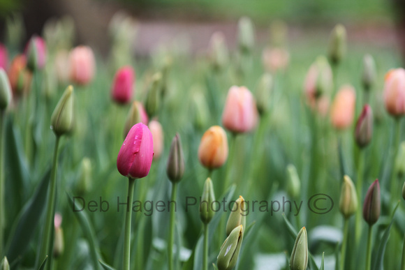 Tulips A_8951