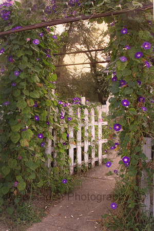 Garden gate_4754