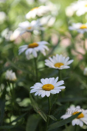 perfect daisys_4577