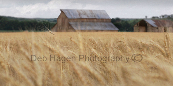 Barn and Wheat 10x20_1846