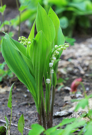 lilly of the vlley_7088