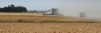 20x60 wheat summer harvest3804