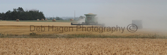20x60 wheat summer harvest3804