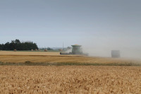 wheat summer harvest3804
