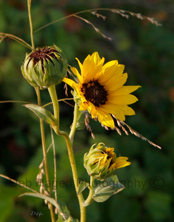Wild Sunflowers_2158