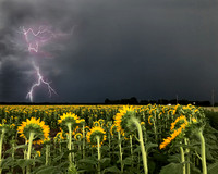 Lightening is the stage for the sunflowers
