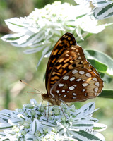 brown butterfly_0199