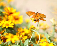 butterfly in orange flowers_9792