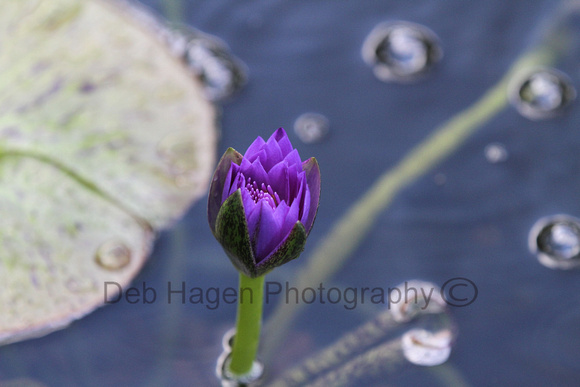 FB water lily1752
